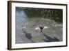 Swans On Ice-Charles Bowman-Framed Photographic Print