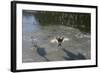 Swans On Ice-Charles Bowman-Framed Photographic Print