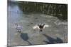 Swans On Ice-Charles Bowman-Mounted Photographic Print