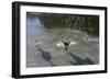 Swans On Ice-Charles Bowman-Framed Photographic Print