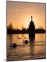Swans On Lake-Charles Bowman-Mounted Photographic Print