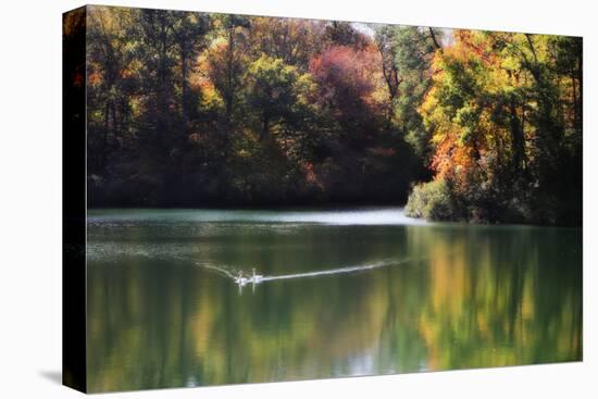 Swans on the Lake I-Alan Hausenflock-Stretched Canvas