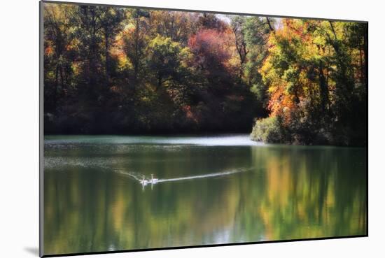 Swans on the Lake I-Alan Hausenflock-Mounted Photographic Print