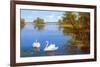 Swans on the Lake-Slava-Framed Art Print