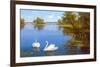 Swans on the Lake-Slava-Framed Art Print