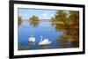 Swans on the Lake-Slava-Framed Art Print