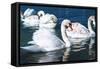 Swans on the Lake-Vakhrushev Pavel-Framed Stretched Canvas