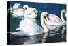 Swans on the Lake-Vakhrushev Pavel-Stretched Canvas