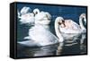 Swans on the Lake-Vakhrushev Pavel-Framed Stretched Canvas