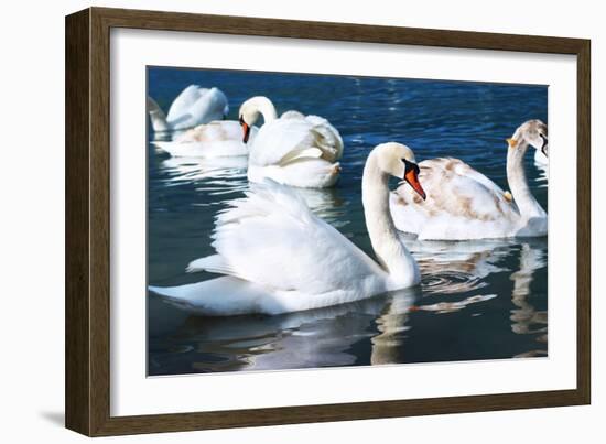 Swans on the Lake-Vakhrushev Pavel-Framed Photographic Print