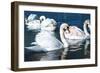 Swans on the Lake-Vakhrushev Pavel-Framed Photographic Print