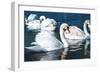 Swans on the Lake-Vakhrushev Pavel-Framed Photographic Print