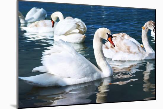 Swans on the Lake-Vakhrushev Pavel-Mounted Photographic Print