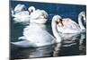Swans on the Lake-Vakhrushev Pavel-Mounted Photographic Print