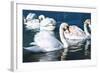 Swans on the Lake-Vakhrushev Pavel-Framed Photographic Print