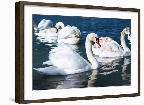 Swans on the Lake-Vakhrushev Pavel-Framed Photographic Print