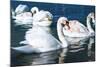 Swans on the Lake-Vakhrushev Pavel-Mounted Photographic Print