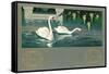 Swans on the Lake-null-Framed Stretched Canvas