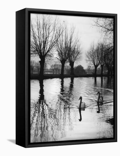 Swans on the Ouse-null-Framed Stretched Canvas