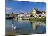 Swans on the River Frome, Wareham, Dorset, England, UK-Ruth Tomlinson-Mounted Photographic Print