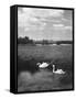 Swans on the River Nene-null-Framed Stretched Canvas