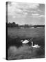 Swans on the River Nene-null-Stretched Canvas