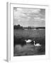 Swans on the River Nene-null-Framed Photographic Print