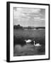 Swans on the River Nene-null-Framed Photographic Print