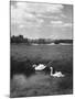 Swans on the River Nene-null-Mounted Photographic Print