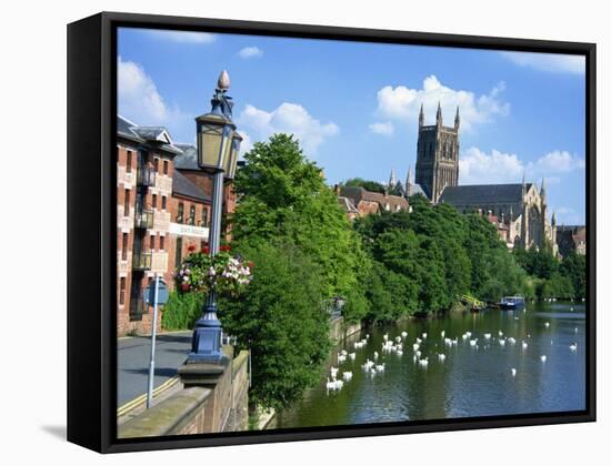 Swans on the River Severn and Cathedral, Worcester, Worcestershire, England, United Kingdom, Europe-David Hughes-Framed Stretched Canvas