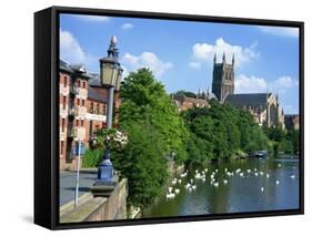 Swans on the River Severn and Cathedral, Worcester, Worcestershire, England, United Kingdom, Europe-David Hughes-Framed Stretched Canvas