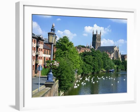 Swans on the River Severn and Cathedral, Worcester, Worcestershire, England, United Kingdom, Europe-David Hughes-Framed Photographic Print