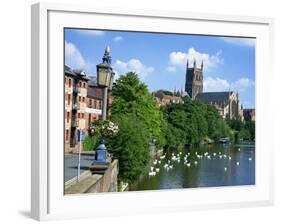 Swans on the River Severn and Cathedral, Worcester, Worcestershire, England, United Kingdom, Europe-David Hughes-Framed Photographic Print