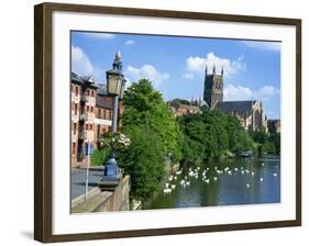 Swans on the River Severn and Cathedral, Worcester, Worcestershire, England, United Kingdom, Europe-David Hughes-Framed Photographic Print