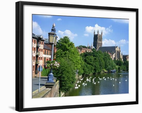 Swans on the River Severn and Cathedral, Worcester, Worcestershire, England, United Kingdom, Europe-David Hughes-Framed Photographic Print