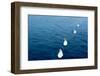 Swans on the Vltava River, Prague, Czech Republic-null-Framed Photographic Print