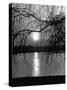 Swans Swimming Through the Moonlight Streaks on Pond-Cornell Capa-Stretched Canvas