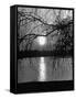 Swans Swimming Through the Moonlight Streaks on Pond-Cornell Capa-Framed Stretched Canvas