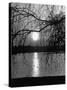 Swans Swimming Through the Moonlight Streaks on Pond-Cornell Capa-Stretched Canvas