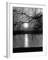 Swans Swimming Through the Moonlight Streaks on Pond-Cornell Capa-Framed Photographic Print