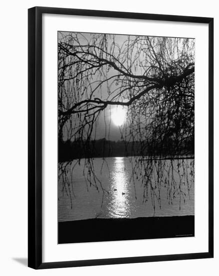 Swans Swimming Through the Moonlight Streaks on Pond-Cornell Capa-Framed Photographic Print