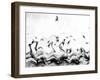 Swans waves-Silvia Dinca-Framed Photographic Print