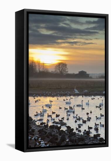 Swans with Ducks and Geese-null-Framed Stretched Canvas