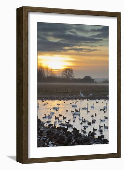 Swans with Ducks and Geese-null-Framed Photographic Print