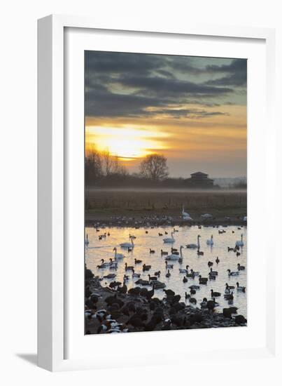 Swans with Ducks and Geese-null-Framed Photographic Print