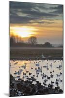 Swans with Ducks and Geese-null-Mounted Photographic Print