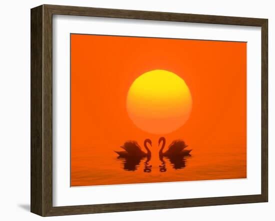 Swans with Sundown (M)-Ludwig Mallaun-Framed Photographic Print