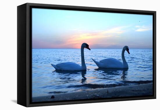 Swans-lindama-Framed Stretched Canvas