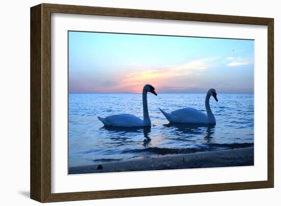Swans-lindama-Framed Photographic Print