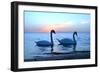 Swans-lindama-Framed Photographic Print